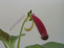 Kohleria Second Thoughts 1