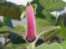 Kohleria Second Thoughts 2