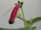 Kohleria Second Thoughts 3