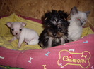 Yorky,Chihuahua si Brit