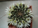 Mammillaria heyderi ssp.gaumerii