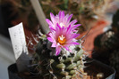 Turbinicarpus alonsoi