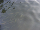 reproducatorii