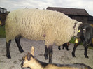 berbec suffolk -Dode -Hercules