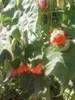 abutilon rosu