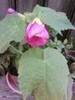 abutilon roz din seminte