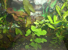 hydrocotyle leucocephala