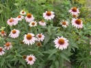 P7060048