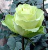 poza-trandafir-verde