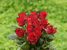 roses_wallpaper-dsc01170