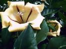 images (28)