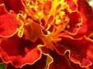images (16)