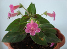 kohleria peridots palenke