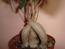 Bonsai Ginseng
