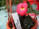 achimenes Orange Queen