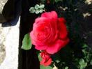 images (43)