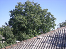 porumbei