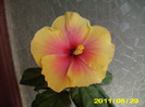 Picture 005
