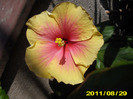 Picture 004
