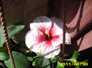Picture 007