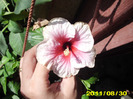 Picture 008