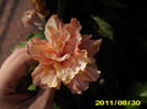 Picture 012