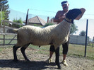 berbec suffolk in Romania