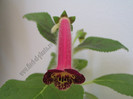 Kohleria Second Thoughts 5