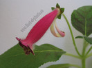 Kohleria Second Thoughts 6