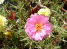 DSC07758