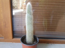 CLEISTOCACTUS STRAUSII-SIMONA