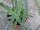 ALOE