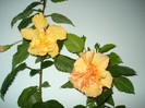 DSC00014