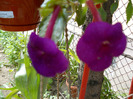 DSCN0975