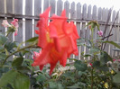 Fotografie0263