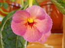DSCN0983
