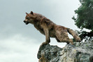 wolf_on_rocks