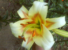 DSC06395