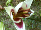 DSC06420