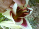 DSC06421