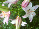 DSC06426