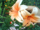 DSC06429