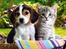 poze.roiv.net-e67d4c0c61921c678cd77bea9fa44c1d