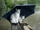 The_weather_is_not_suitable_for_flight
