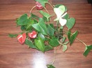 anthurium