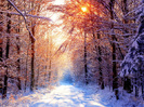 winter-forest-2