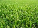 fresh-grass_1600