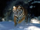 siberian tiger wallpaper desktop hd