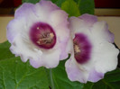 gloxinie Florentina