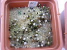 Astrophytum(semintele castigate )